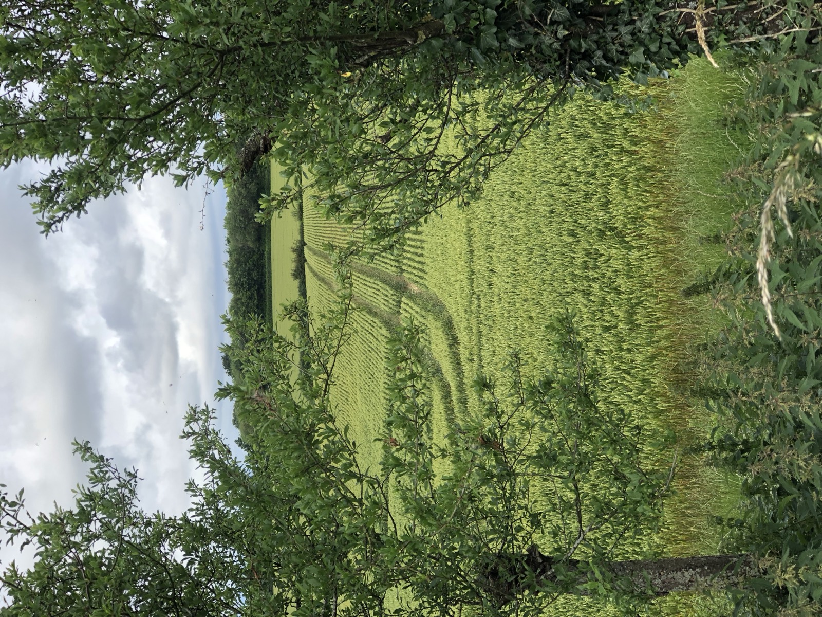 A view through a gap in the hedgerow trees across a green field, tractor lines curving away towards a distant treeline.